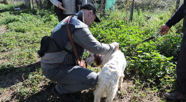 immagine Pomezia, il salvataggio di un cane caduto in un fosso (Foto Luciano Sciurba)