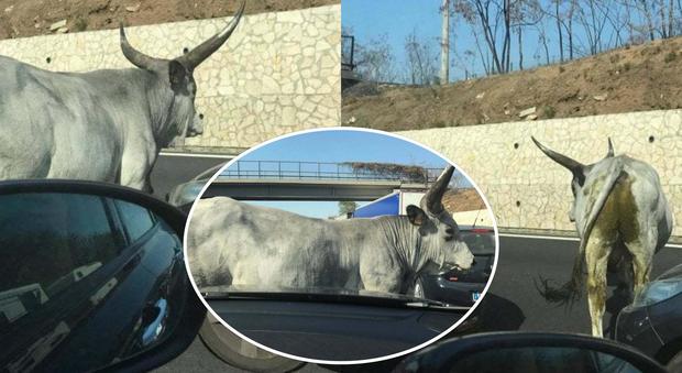 Roma, toro spunta in autostrada: fino a 10 km di coda sull'A1