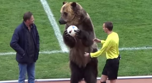 Un orso consegna il pallone all'arbitro: la Russia “studia” la cerimonia inaugurale dei mondiali