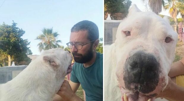 Il cane muore dopo 8 anni in clinica, l'addio commosso del veterinario: «Mi hai cambiato la vita. Buon viaggio amico mio»