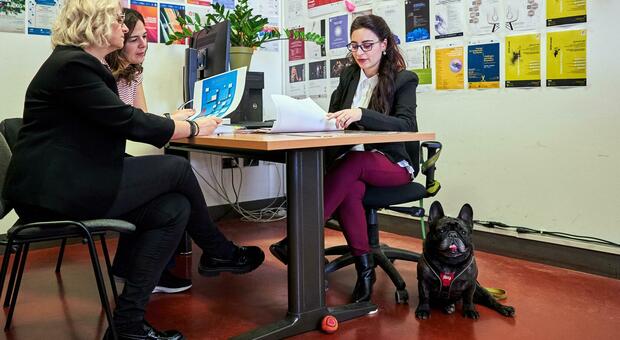 Cani e gatti in ufficio, l'Università Bicocca dice sì: sulla scrivania l'amico a quattro zampe