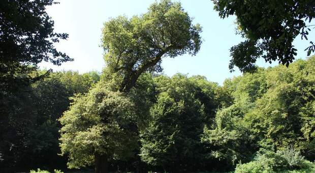 Ecco "Gennarino", la quercia secolare degli Astroni tra i dieci alberi più antichi nelle Oasi d'Italia
