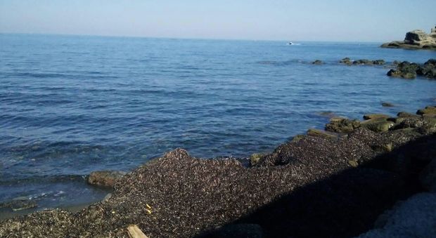 La spiaggia del Postino invasa dalle alghe