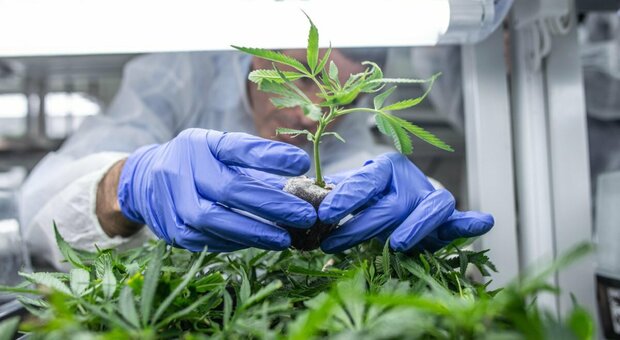 Scoperta piantagione di marijuana: le piante erano alte 3,5 metri