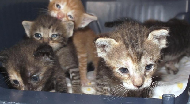 Gattini da adottare: rifugio in tilt, in 500 cercano una famiglia