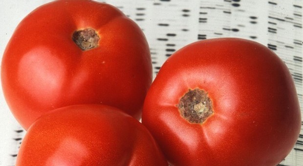 Pomodori, ritrovati i 5.000 geni salva sapore andati perduti