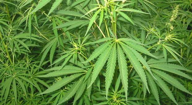 Coltivano piante di marijuana, due arrestati nel Casertano