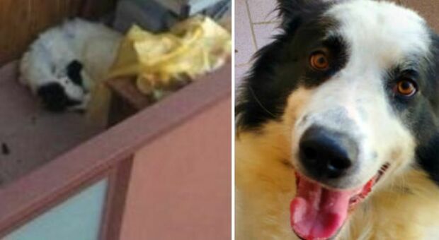 Cane abbandonato per mesi sul balcone, salvato dalle guardie zoofile: «Stava sempre sdraiato, aveva le zampe atrofizzate»