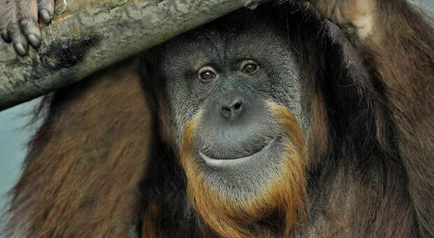 Addio a Zoe, muore 37 anni l'ultima degli oranghi del Bioparco di Roma: «Un'infiammazione polmonare»