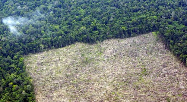 Una foresta grande quanto l'Inghilterra è sparita nel 2018: appello di 600 scienziati