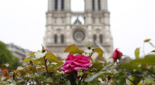 Notre Dame: romanzo di Victor Hugo schizza in cima a vendita libri - Shalom