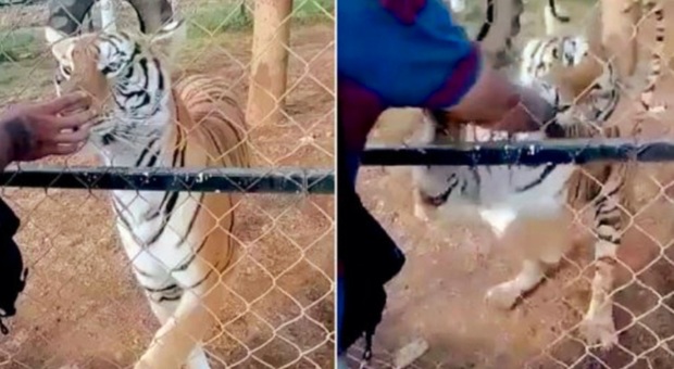 Vuole accarezzare la tigre che invece lo azzanna: morto allo zoo