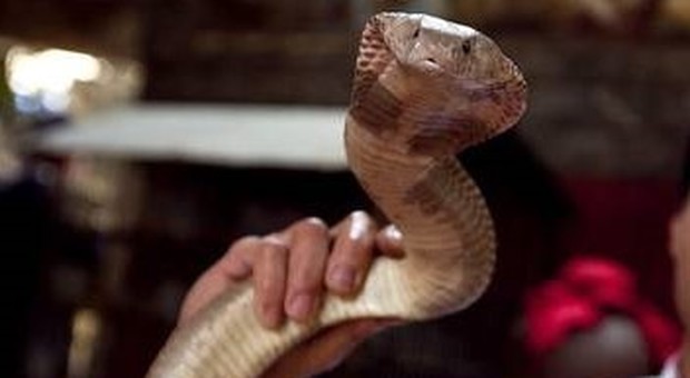 Veleno di serpente come droga, si facevano mordere sulla lingua: «Stessi effetti dell'oppio»