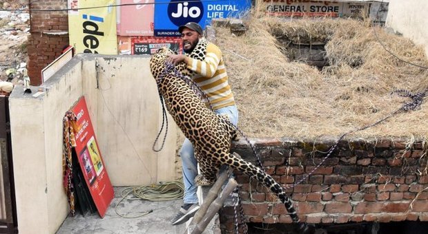 immagine Leopardo irrompe nel villaggio: panico e feriti in India