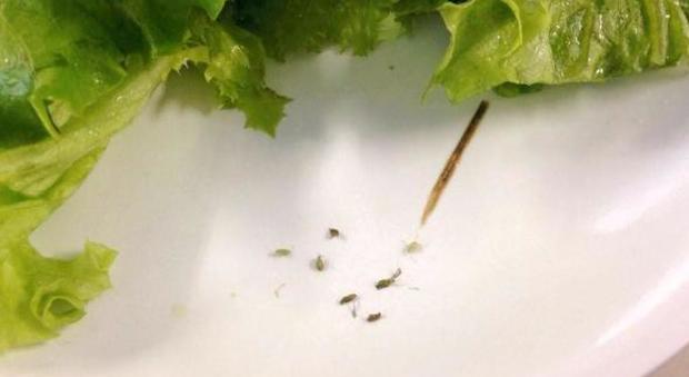 Gli insetti nel piatto di insalata