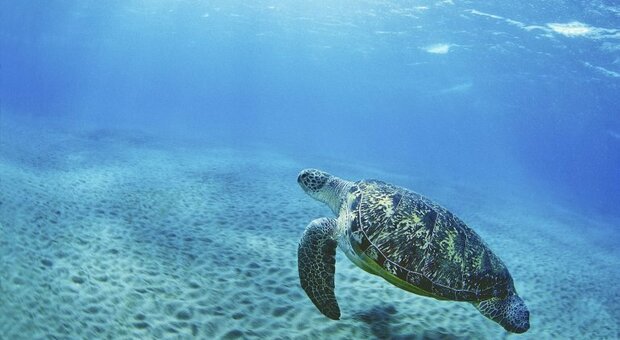 Ritrovata in mare una carcassa di un rarissimo esemplare di tartaruga verde