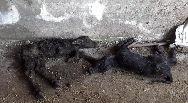 Rifiuti nei fiumi e carcasse di animali: sequestrate due aziende bufaline