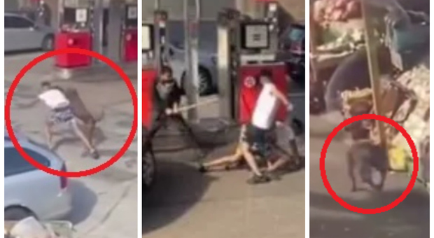 Cane azzanna una bambina di 11 anni, poi attacca altri due uomini: il video choc è virale su TikTok