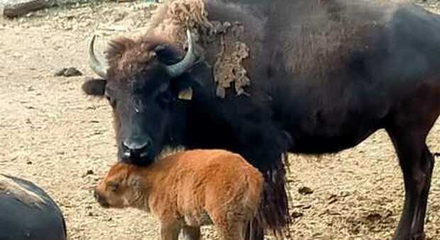 Perugia, nato cucciolo di bisonte americano: Inay va ad aggiungersi agli altri sei esemplari