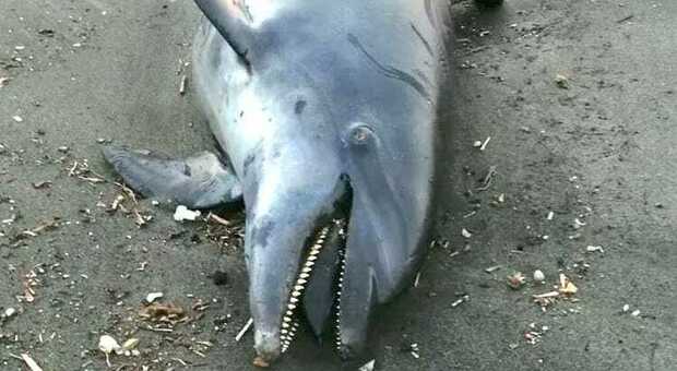 Delfino trovato morto sulla spiaggia di Pescia Romana: ha la coda mozzata