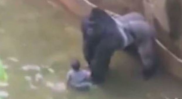 Usa, bimbo di 4 anni finisce nella gabbia di un raro gorilla allo zoo: l'animale ucciso per salvarlo