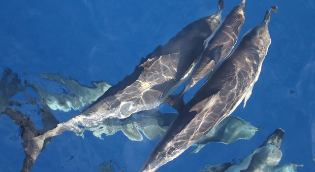 Santuario dei delfini all'isola di San Paolo: c'è il semaforo verde