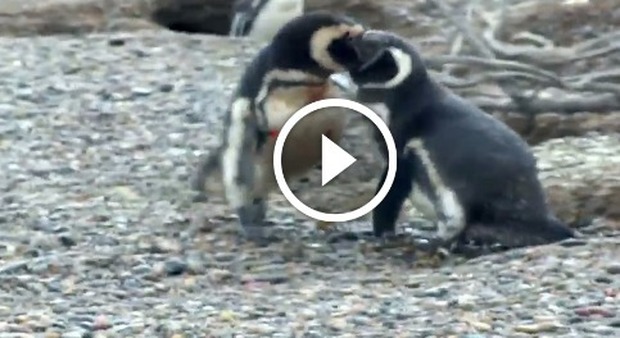 Il pinguino geloso scopre la compagna con un altro e scatta la rissa -Video