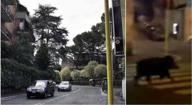 Roma, cinghiale investito e ucciso di notte in via Cortina d'Ampezzo: è ancora amergenza