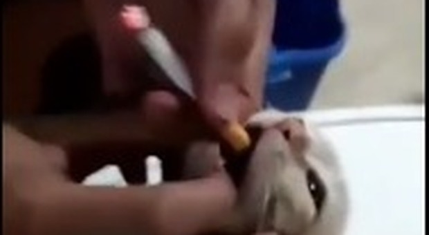 Gattino obbligato a fumare una sigaretta, il video del maltrattamento diventa virale: denuciati