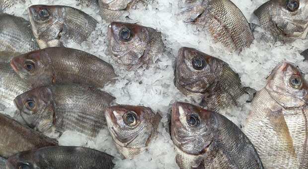 Cilento, furti di pesce su commissione per ristoranti e pescherie: sei arresti