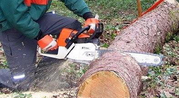 Si taglia il braccio con la motosega mentre fa legna: grave boscaiolo