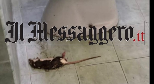 Topi morti nei bagni del liceo, genitori infuriati: «Chiudetela». Ma le lezioni vanno avanti