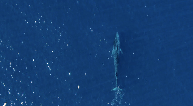 Capri, la balenottera ripresa dal drone sulle coste dell’isola: «Salvaguardiamo la biodiversità»