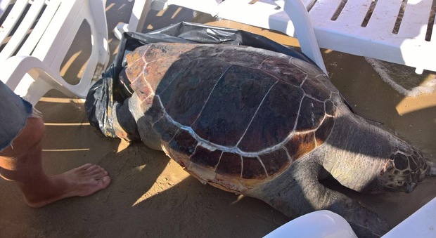 Tartaruga gigante trovata morta nel mare di Francavilla