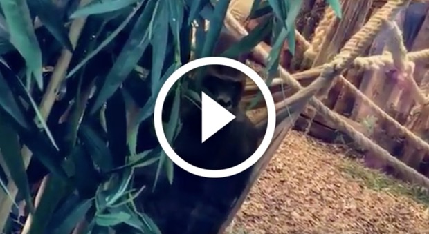 Gorilla fugge dalla recinzione dello Zoo di Londra: catturato coi tranquillanti