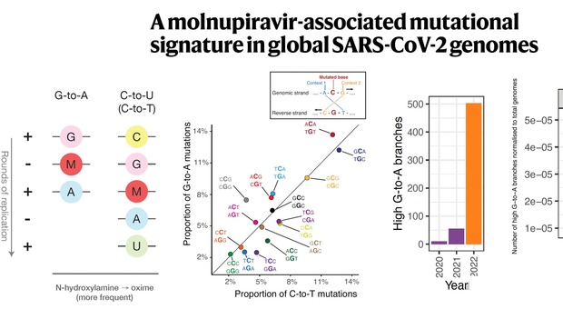 Covid, l'antivirale molnupiravir potrebbe aver favorito lo sviluppo di nuove varianti (ma in Italia non è raccomandato)