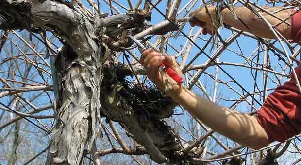 Sale su un albero per potare i rami cade nel vuoto, muore a 75 anni