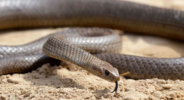 Australia, tenta di salvare il proprio cane dal serpente velenoso: il rettile lo morde e lo uccide