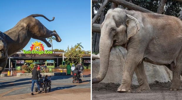 Elefantessa soppressa allo zoo: «Mary (59 anni) ci mancherà molto, era malata. Abbiamo il cuore spezzato»