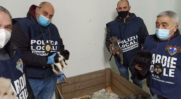 Traffico di cuccioli di cane, sequestrati 38 animali malati a Ponticelli