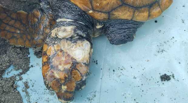 Montalto: salvato giovane esemplare di tartaruga Caretta caretta