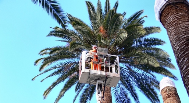 Il Comune torna in difesa delle palme della Riviera