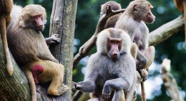 Nuova Zelanda, uccisi tutti i babbuini dello zoo: litigavano