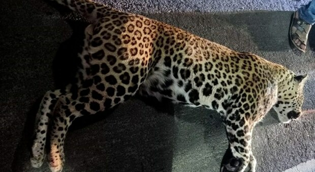 Femmina di leopardo muore allo zoo durante il prelievo anti-covid, schiacciata dalla gabbia