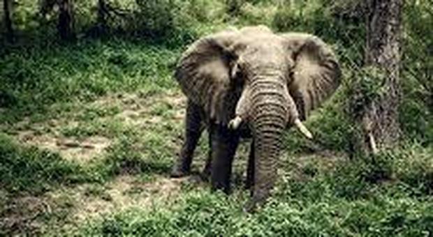 Donna uccisa da un elefante vicino a una riserva naturale in Nepal