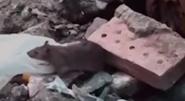 Degrado a Napoli, sprofonda la strada: il vicolo ai Tribunali invaso da decine di topi