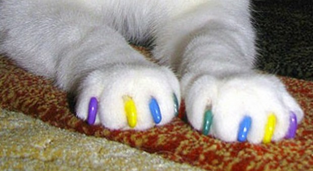 L'ultima follia: unghie colorate per gatti. Scopri quanto costano