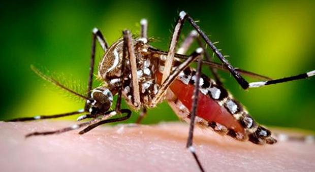 Zanzara Aegypti che trasmette il virus Zika