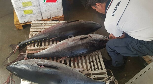 Molfetta, sequestrate sette tonnellate di tonno. Il pescato in beneficenza
