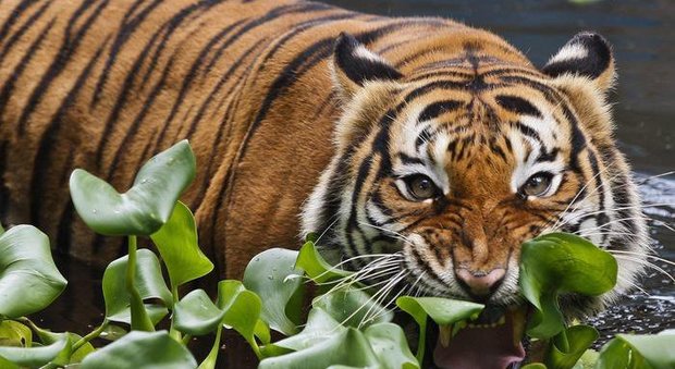 Tigre della malesia a rischio per un frutto maleodorante